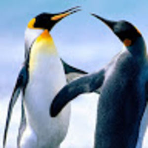 Meet your Posher, Steve